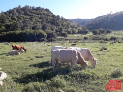 עגל נגוע בכלבת במושב גורן שבגליל המערבי