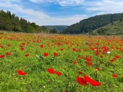 מאבק נגד העברת עמק השלום ליוקנעם