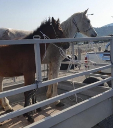 נעצרו חשודים בגניבת סוסים מהצפון