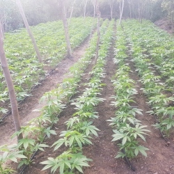  נתפסו ונעקרו כ 5000 שתילי קנאביס בשטח פתוח סמוך לקיסריה