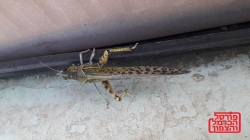 הארבה כבר כאן