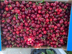 זמן טוב לקטיף דובדבנים עצמי בגולן