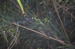 קינון נחליאלי זנבתן בישראל