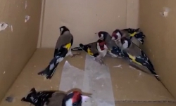 נעצרו חשודים בציד לא חוקי ובהסעת שב