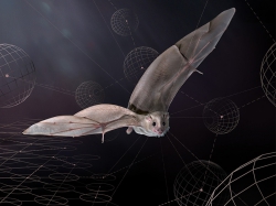 כיצד ה-GPS במוח מייצג תלת-ממד