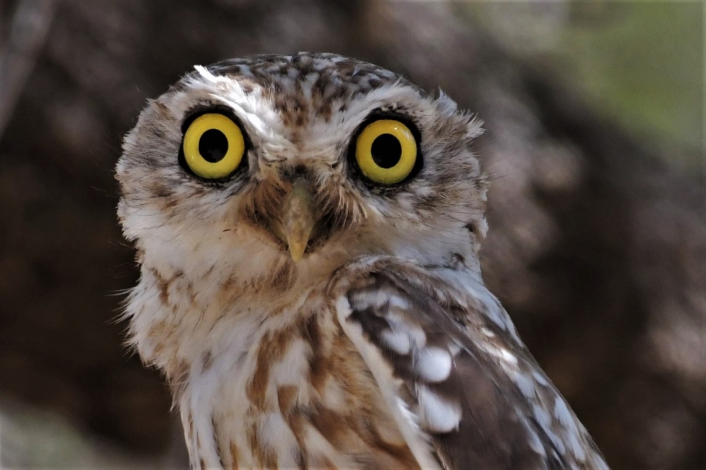 תזכורת לטבע הנפלא באזור ירושלים