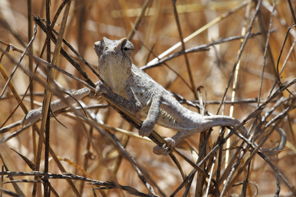 פורטל הכרמל