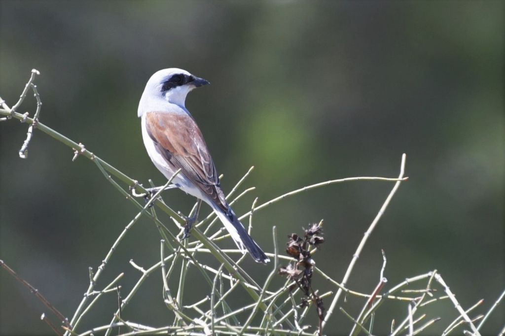 פורטל הכרמל