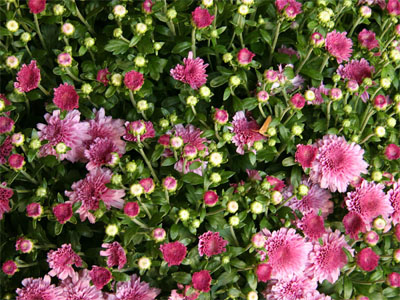 خَواطِر في سطور / ألمجموعة السَّادِسَةَ عَشر