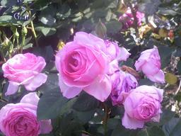 خَواطِر في سطور / ألمجموعة الخامسة عشر