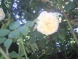 غَــــابَـــاتِــي تَــعـُـجُّ بِــالنّـُــمُــــورِ!