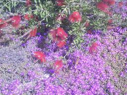 تعويذة الحب والياسمين