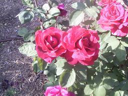 الورد حملني الى المجهول