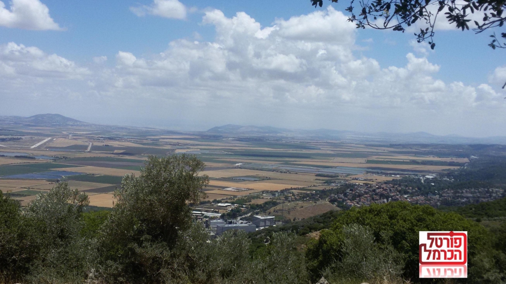 מקרי הכלבת בצפון ממשיכים לעלות