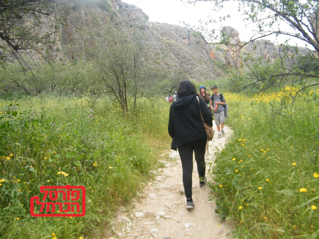 עכוב צמח מוגן שאסור לקטוף