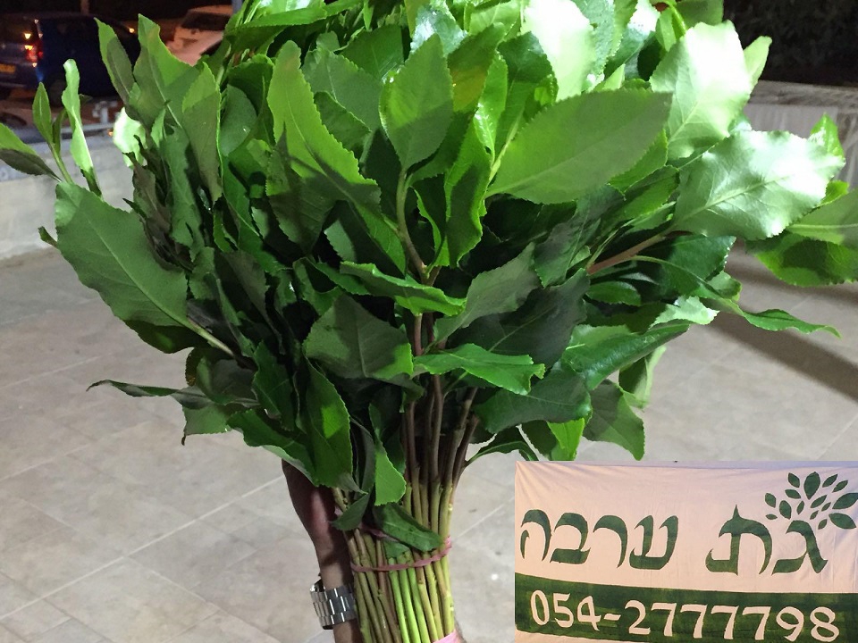 למה גת ערבה טוב לבריאות?