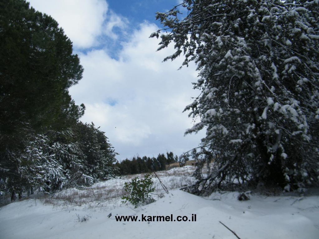 פורטל הכרמל
