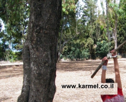 הרפורמה בהתפתחות הילד לא נכנסה לתוקף