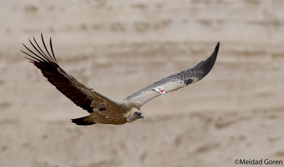 סכנת הכחדה ל-65 מיני ציפורים בישראל  