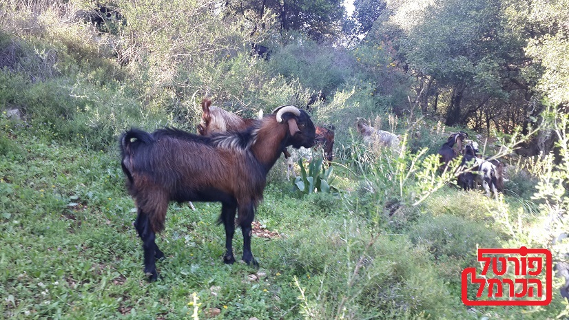 אכרזת שמונה שמורות יער בגבול הצפון