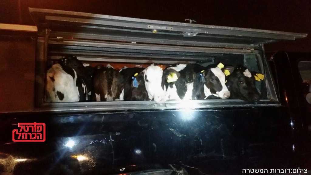 כוח מגב עצר חוליית גנבי בקר וצאן