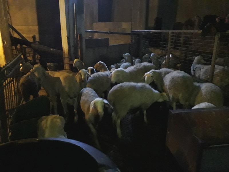 גנב הצאן נתפס רגע לפני שמכר את השלל