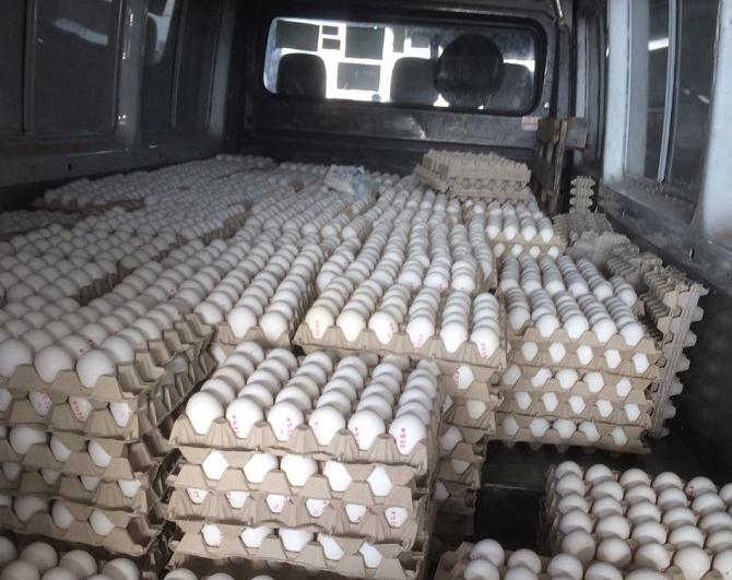 ביצים נגועות בסלמונלה