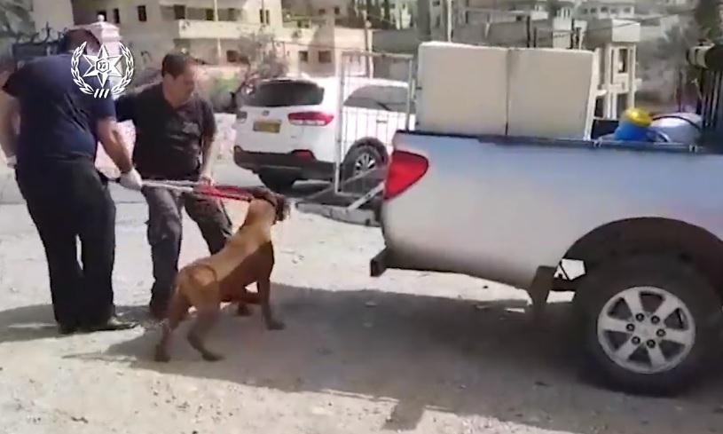 מעצר קטין בחשד לקיום קרבות כלבים