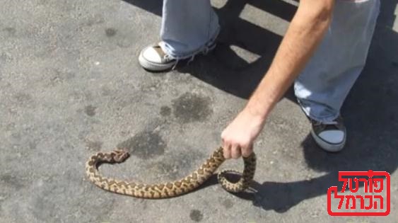 למרות החורף בן שמונה הוכש ע"י נחש