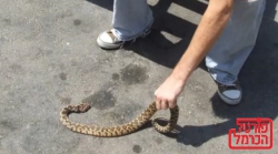 למרות החורף בן שמונה הוכש ע