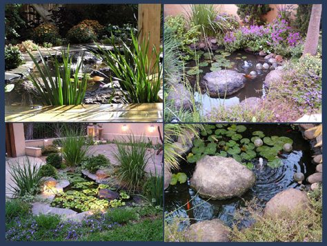 עיצוב בריכות נוי