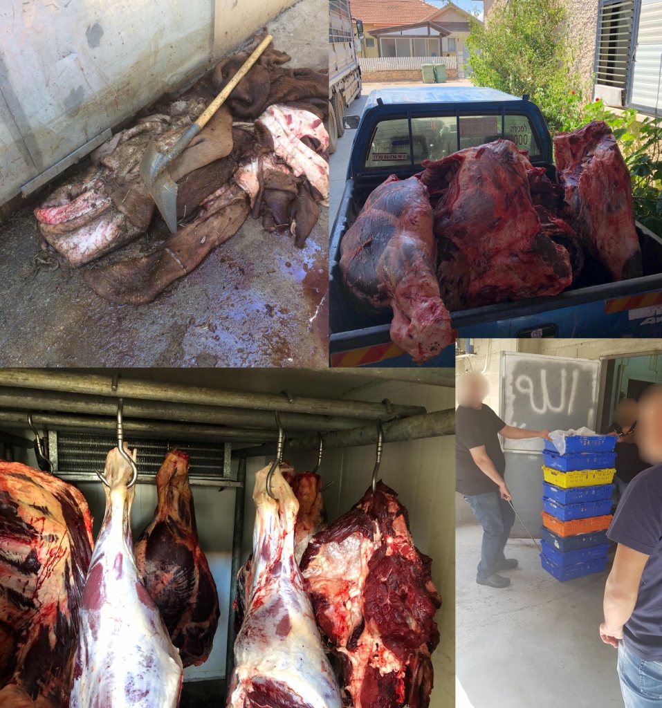 פורטל הכרמל