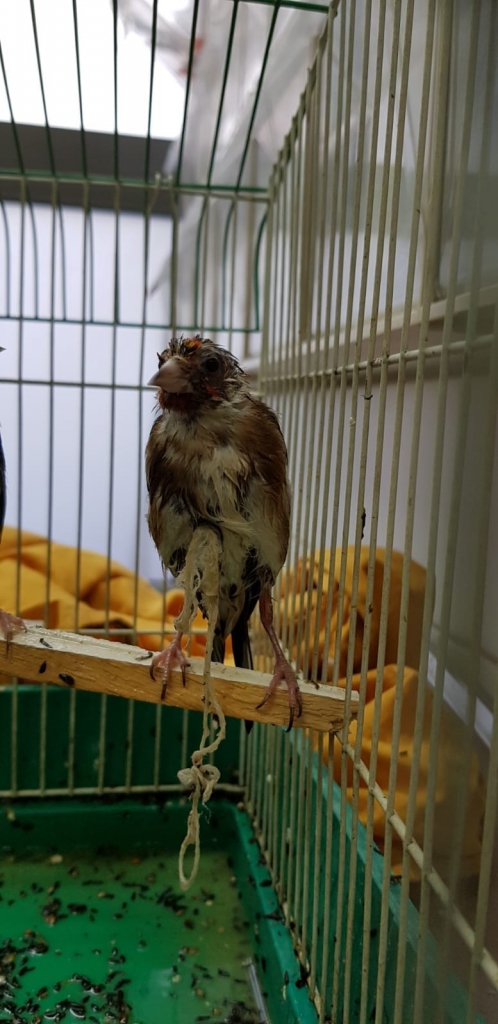 פורטל הכרמל