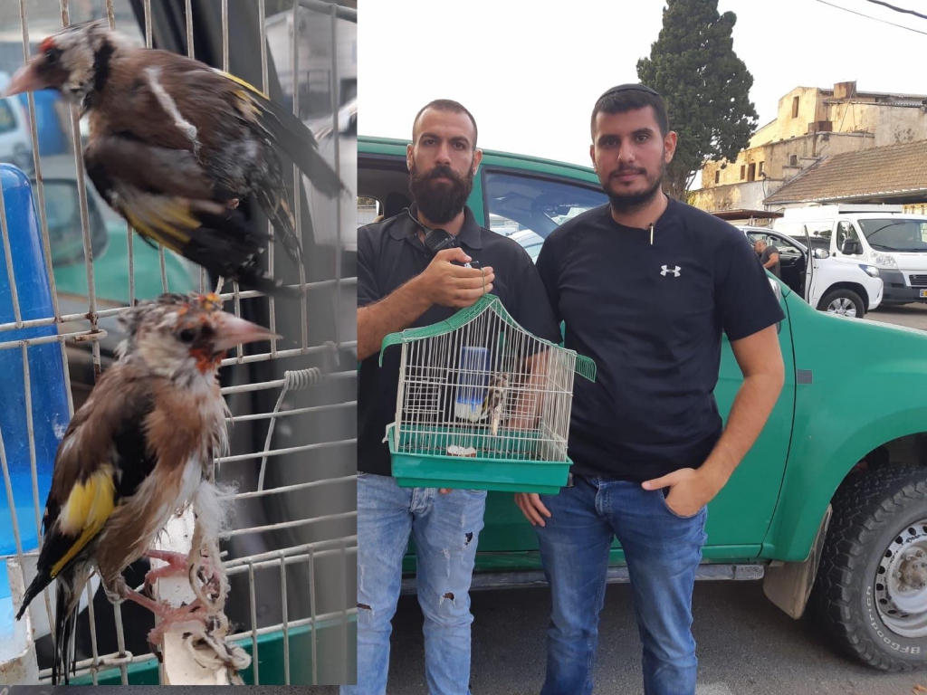 זוג ציפורי שיר עברו התעללות בבית של סוחר סמים