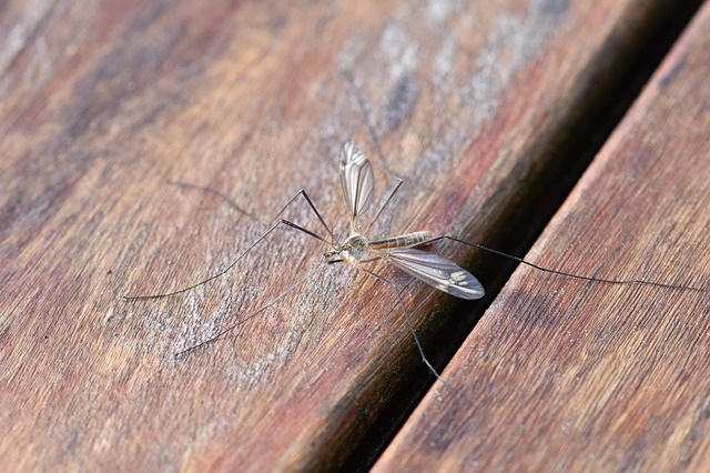 האם ניתן להדביר נגד יתושים?