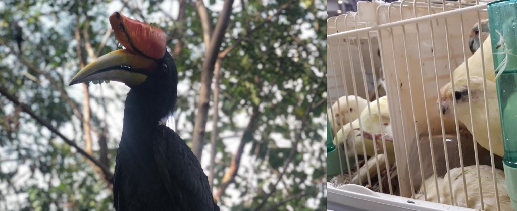 עופות נדירים בעלות מליון שקל נתפסו בבית