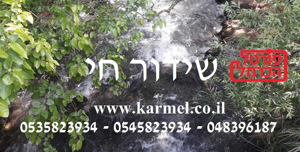 פורטל הכרמל