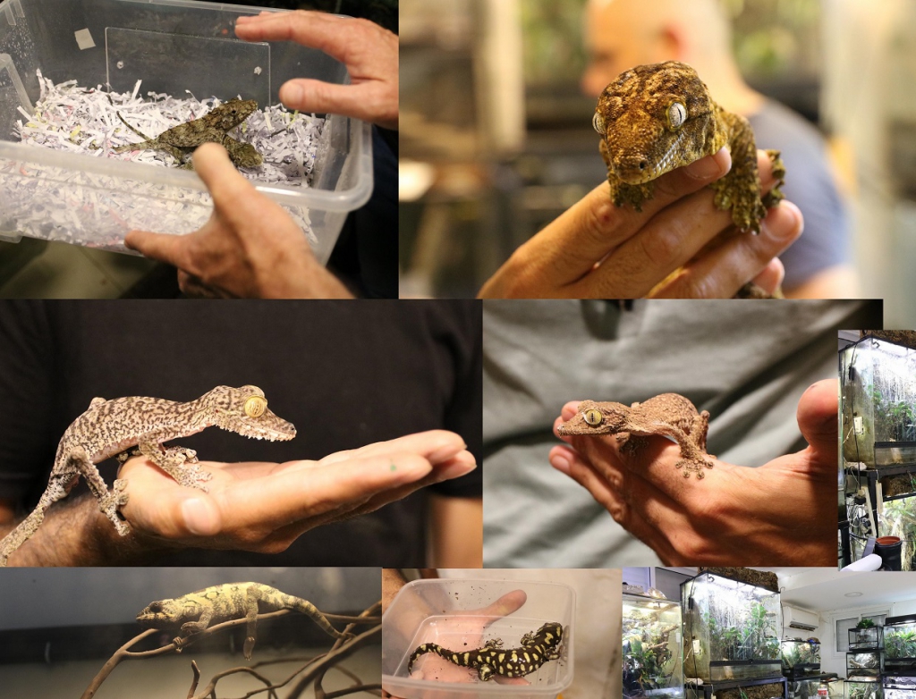 מה עשו עשרות זוחלים ודו חיים נדירים בבית?