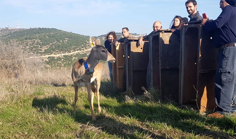 מאה שנים אחרי שנכחדו 8 יחמורים שוחררו לטבע