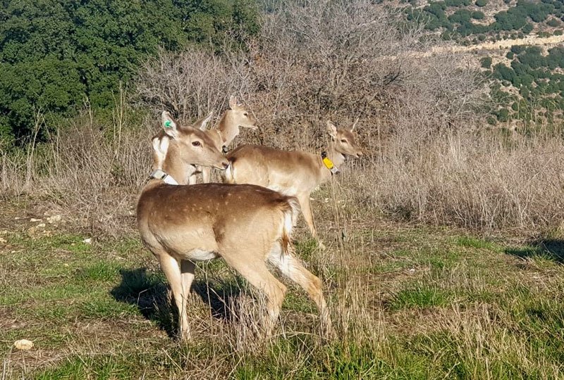 פורטל הכרמל