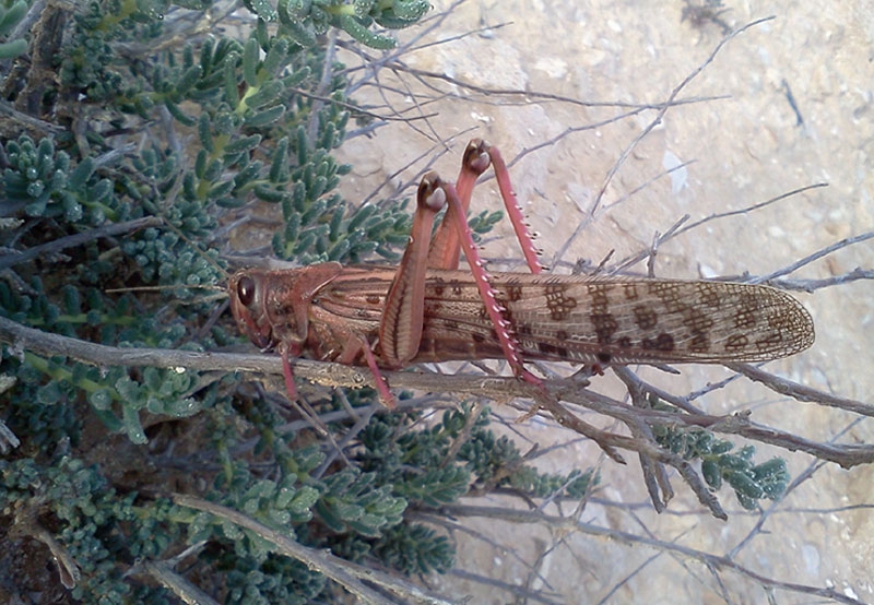 נערכים לאפשרות של כניסת נחילי ארבה