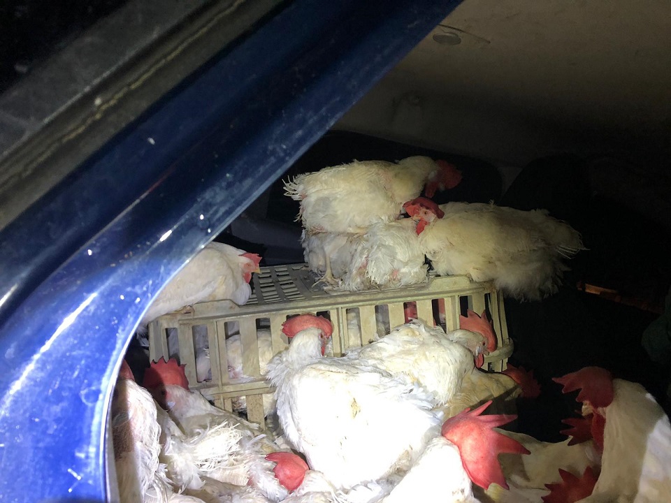 דחסו 40 תרנגולות במושב האחורי ברכב