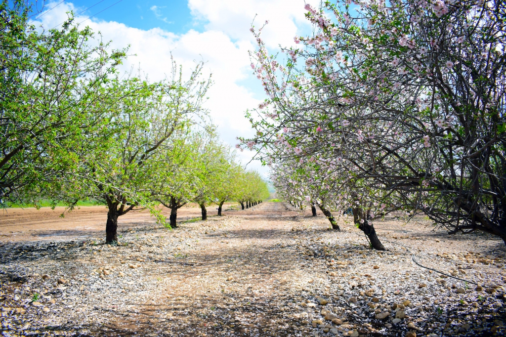 הטלת סגר כללי על אזור יהודה ושומרון בפורים