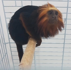 עצורים חשודים בגניבת קוף מגן החיות בקרית מוצקין