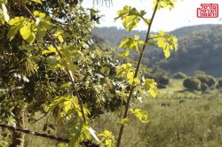 כ-16.7 מיליון שקלים בקידום פתרונות אקלים ברשויות המקומיות