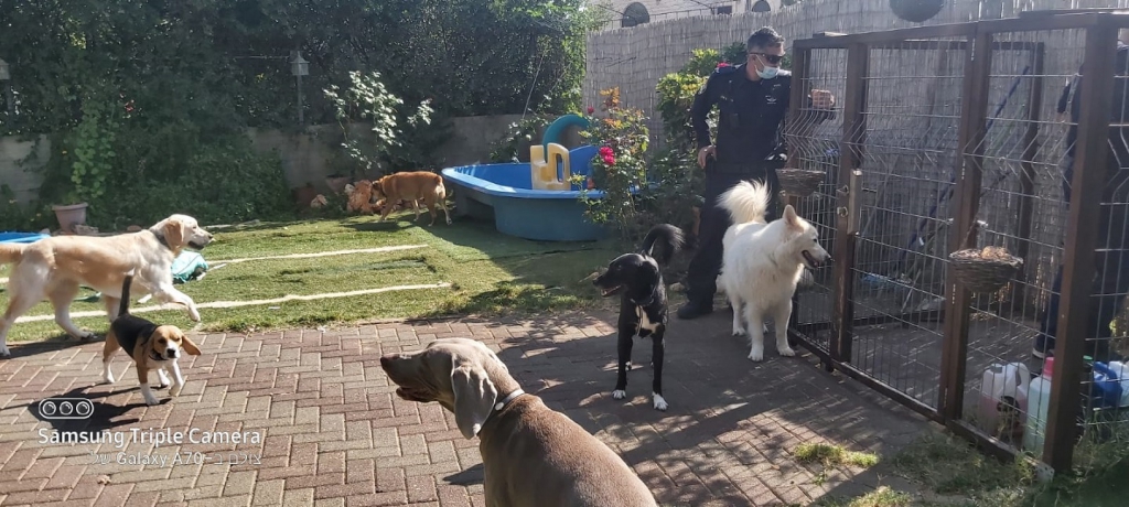 נסגר פנסיון לכלבים בדאלית אל כרמל