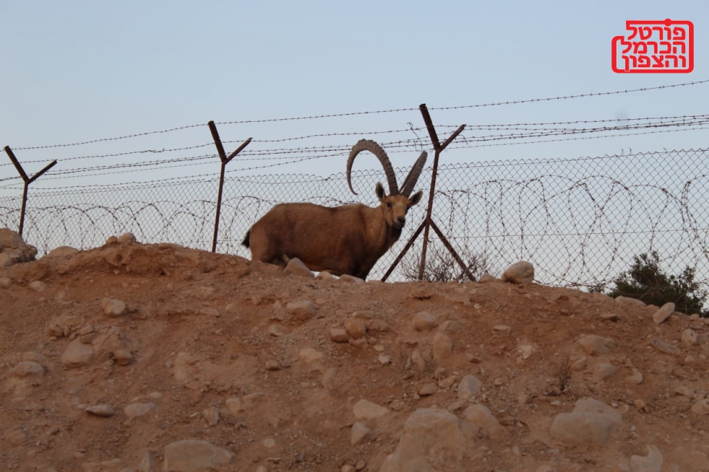 יעל נובי שדה בוקר