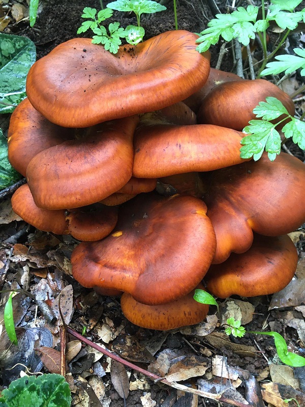 פורטל הכרמל