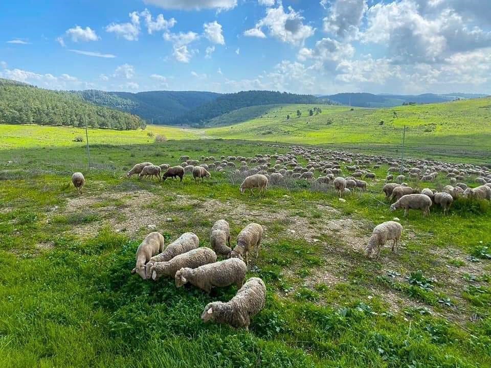 פורטל הכרמל
