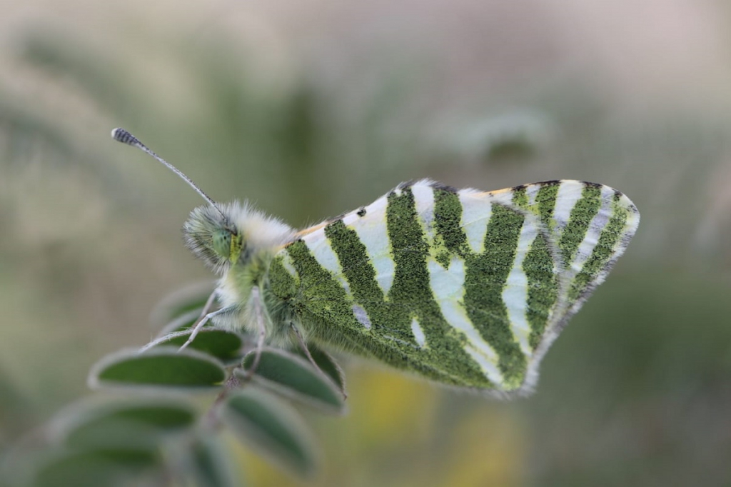 פרפרים בטבע הישראלי